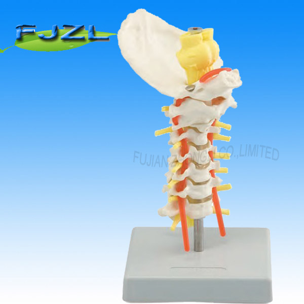 Occipital Cervical Spine Model (Cervical Vertebral Column Flexible)